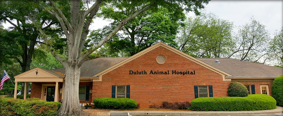 Home | Veterinary Hospital in Duluth | Veterinarians in Duluth, Ga 30096
