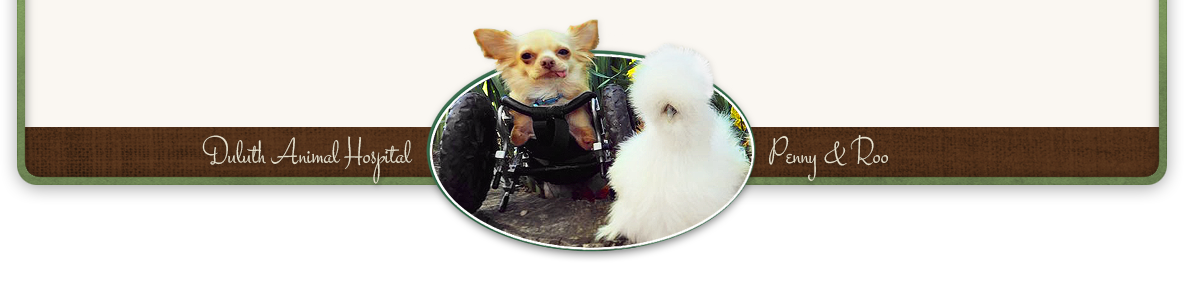 our staff veterinary hospital in duluth veterinarians in duluth mn