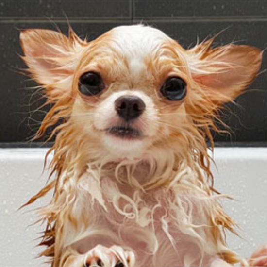 duluth-grooming pet grooming services