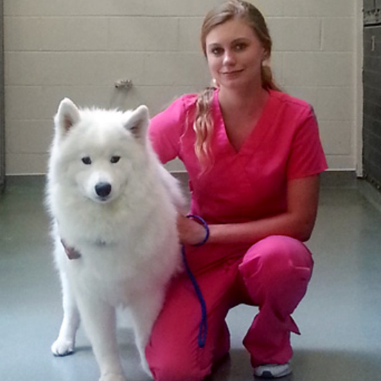 pet boarding and spa services