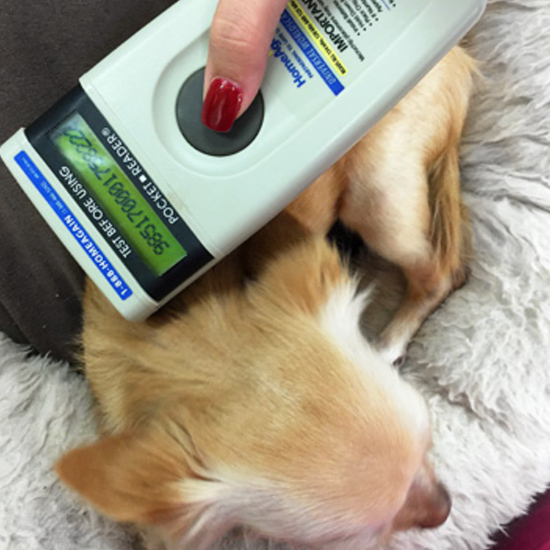 pet-client-services pet client services