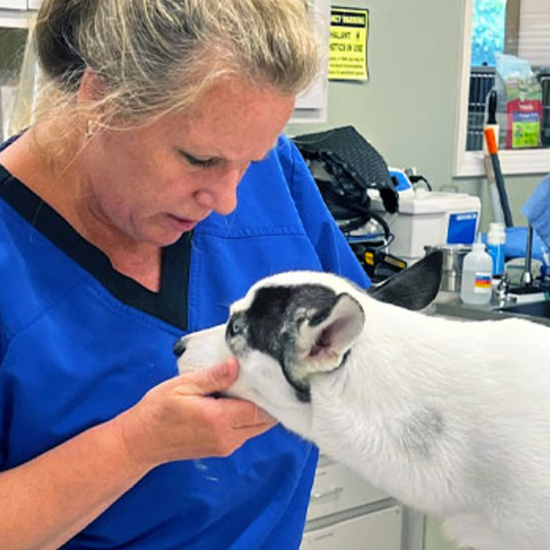 pet diagnostics services
