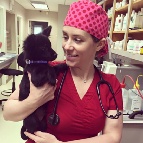 pet healthcare services