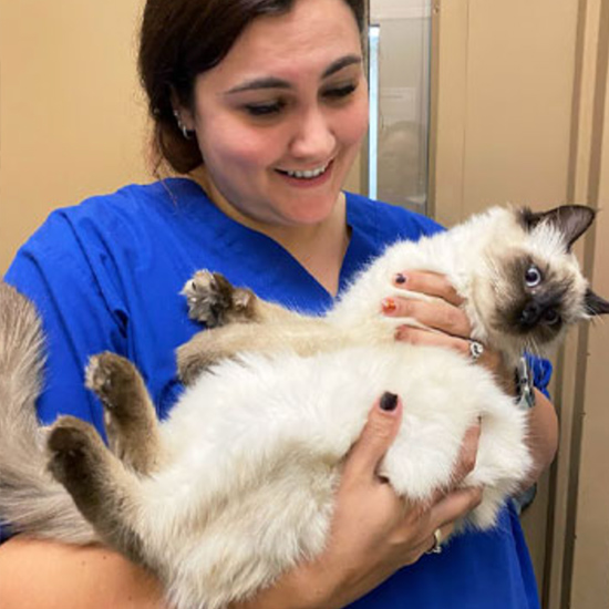 pet-services Duluth Animal Hospital Staff