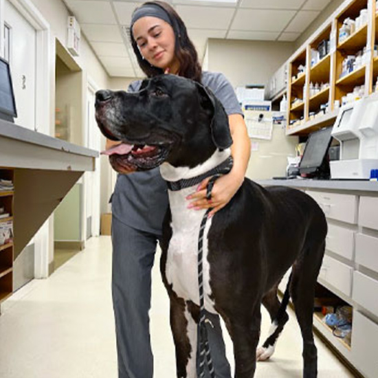 pet wellness services