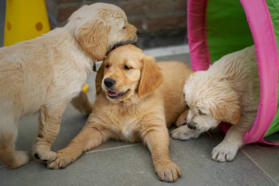 Doggy Daycare Services