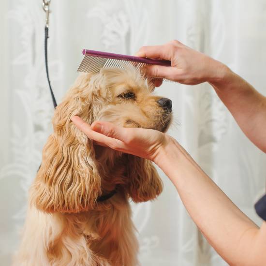 Grooming