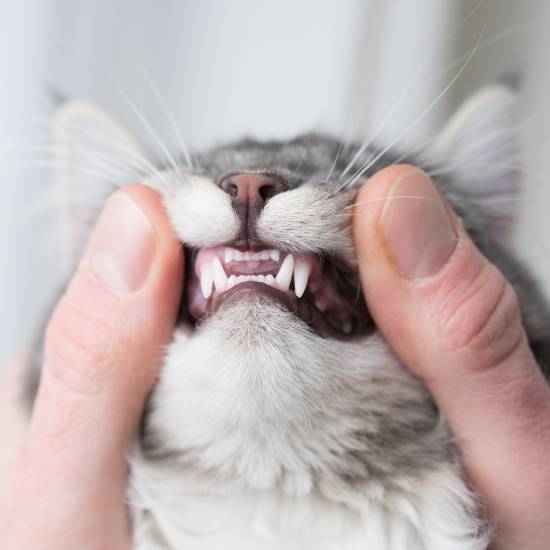 Pet Dental Care