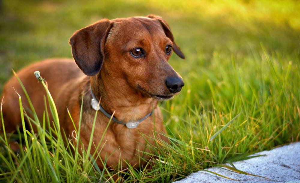 Pet Wellness Services in Duluth