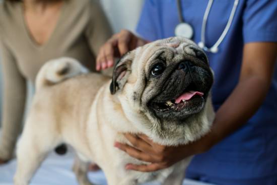 Comprehensive Wellness Exams