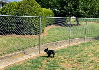 pug playing outside in the dog play yard