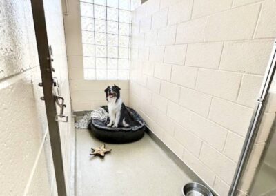 Dog at the kennel