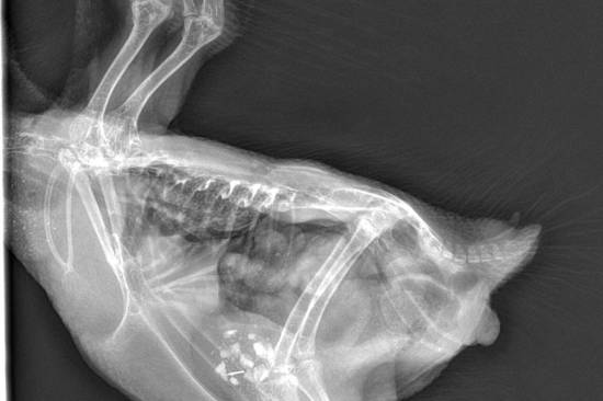 PennyXRay