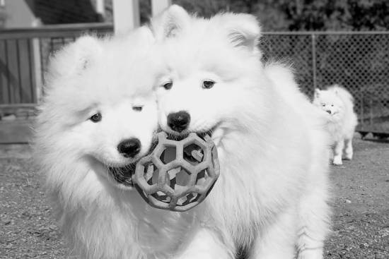 Samoyed Puppies