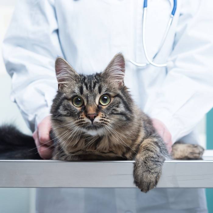 Cat Exam