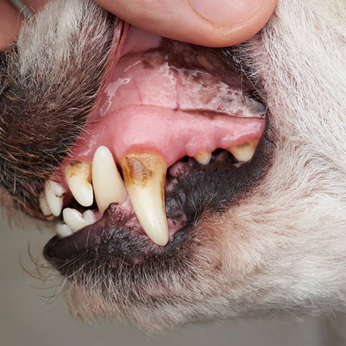 Pet Dental Care Pet Dental Care