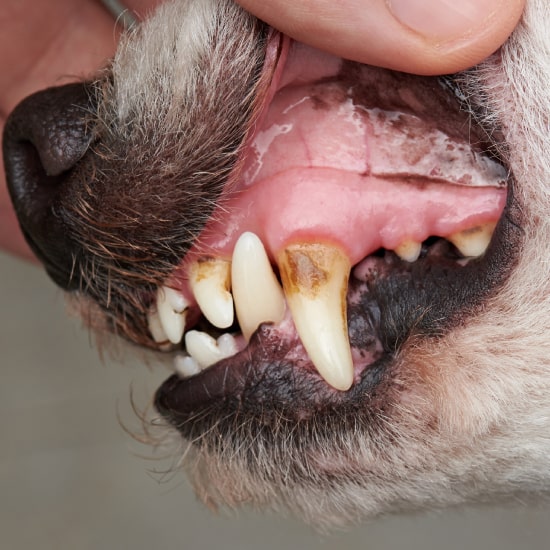 Dog teeth with severe tartar Dog teeth with severe tartar