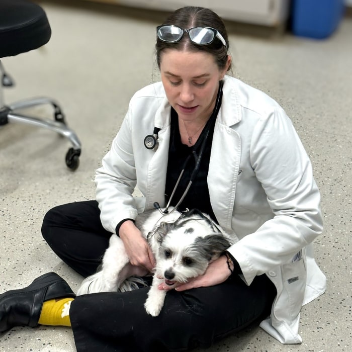 Female veterinarian holding small dog
