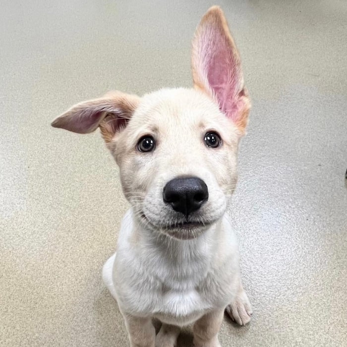 Adorable puppy with a big nose