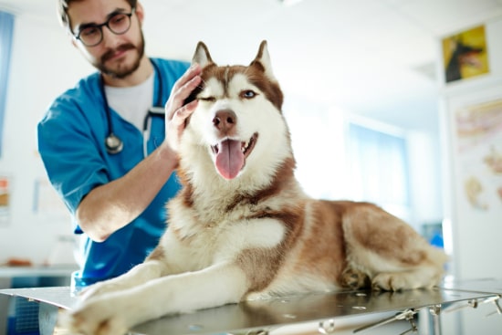 Vet examining a happy husky
